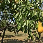 Villino Margherita Alojamento de Acomodação e Pequeno-almoço